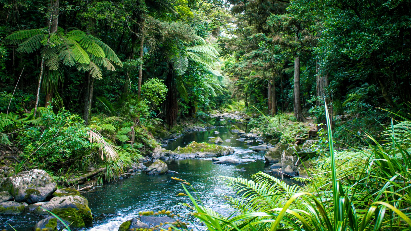 rainforest
